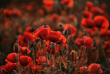 poppies ; Comments:13