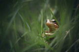 Горска дългокрака жаба (Rana dalmatina) ; comments:16