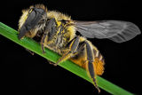 пчела ; comments:3