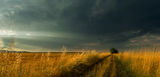 Приближаваща буря в полето | Approaching storm in the field ; Коментари:20