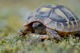 Шипоопашата костенурка (Testudo hermanni) ; No comments