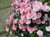 Розовият храст, който посадих! ; comments:29