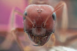 мравка ; Коментари:2