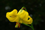 Родопски крем /lilium rhodopeum/ ; No comments