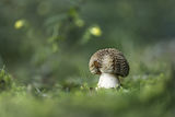 Пантерка (Amanita pantherina) ; comments:12