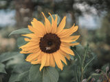Sunflower Bee ; Коментари:4