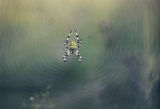 Araneus quadratus ; comments:7