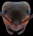 мравка ; comments:2