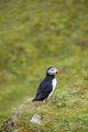 Puffin ; comments:8