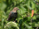 Обикновен скорец (Sturnus vulgaris) ; comments:9