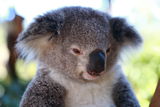 Elsa, baby koala ; Comments:4