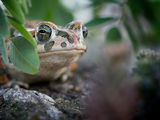 Зелена крастава жаба (Bufo viridis) ; comments:15