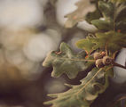 Недоразказана приказка за есен ; comments:27