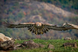 Скален орел по долината на р. Арда... ; Коментари:19