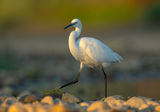 Egretta garzetta ; comments:24