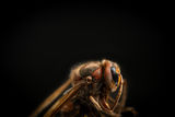 Пчелата ; comments:1