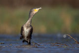 Phalacrocorax carbo ; comments:14