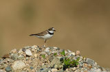 Charadrius dubius ; comments:7