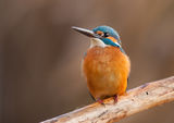 Alcedo atthis ; comments:13