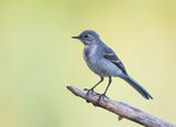 motacilla alba juvenile ; comments:5