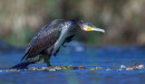Phalacrocorax carbo ; comments:14