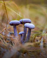 Laccaria amethystina (лилавка) ; comments:7