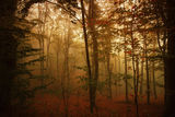 Есенна гора ; comments:5