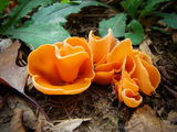 Orange peel fungus (Aleuria aurantia) ; Коментари:19