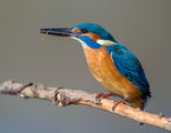 Alcedo atthis ; Коментари:11