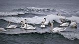 Лебедите се завръщат във Варна ; Коментари:6