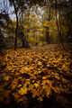 Златна есен ; comments:1