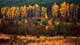Златна есен..... ; comments:2