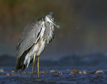 Ardea cinerea ; Коментари:10