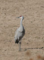 Sandhill crane ; comments:5