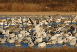 Sandhill cranes and snow geese ; comments:7