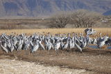 Sandhill cranes ; comments:6