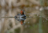 Tachybaptus ruficollis ; comments:4