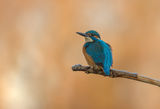 Alcedo atthis ; comments:6