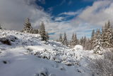 Тънък декемврийски сняг на Витоша ; comments:6