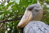 Shoebill stork ; comments:7