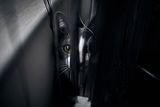 Lexy the Cat is playing hide`n seek :D ; Коментари:2