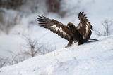 Скален орел ; comments:21