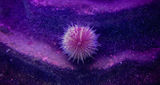 Space Urchin ; Comments:3