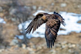 Скален орел /Aquila chrysaetos/.... ; comments:8