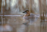 Tachybaptus ruficollis ; comments:3