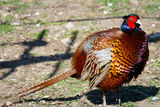 Мъжки фазан ; comments:2
