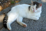 Котка - пазител на тракийската куполна гробница в Мезек ; Коментари:1