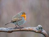 Erithacus rubecula ; comments:8