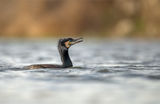 Phalacrocorax carbo ; comments:9