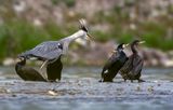 Ardea cinerea ; comments:6